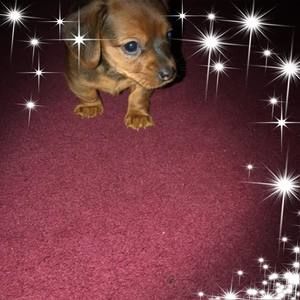 Meet your Posher, Betty